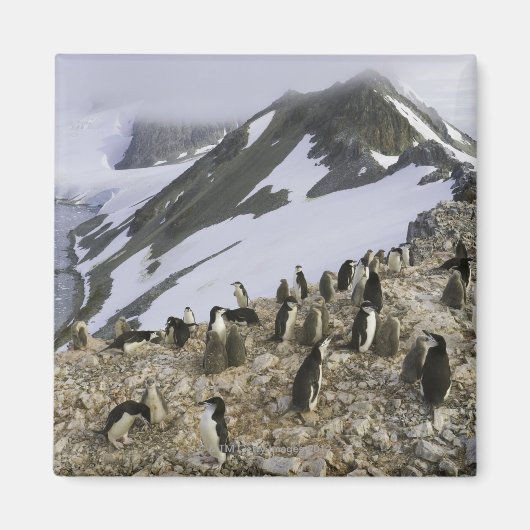 Kolonie van Chinstrap pinguïns Magneet (Voorkant)