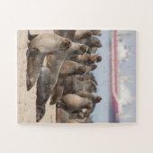 Kolonie van de zegels van Cape Fur Legpuzzel (Horizontaal)