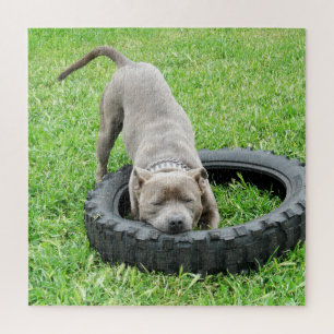 Kom en speel Staffy, puzzel