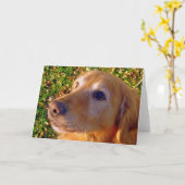 Kom, ga zitten, blijf goed jongen. kaart (Gele Bloem)