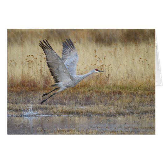 Kom mee met mij, Sandhill Crane (Voorkant Horizontaal)
