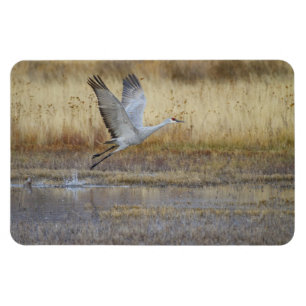 Kom met me mee vliegen Sandhill Crane Magnet Magneet