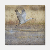 Kom met me vliegen Sandhill Crane Magneet (Voorkant)