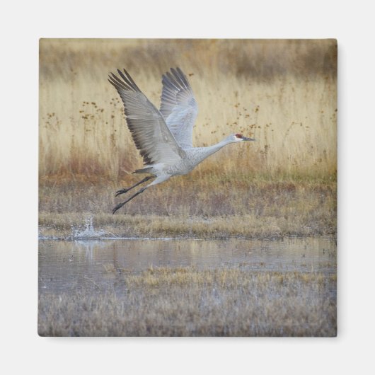 Kom met me vliegen Sandhill Crane Magneet (Voorkant)