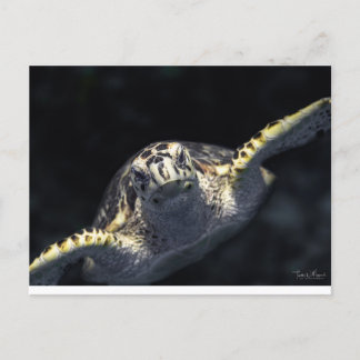 "Kom naar je toe" Briefkaart