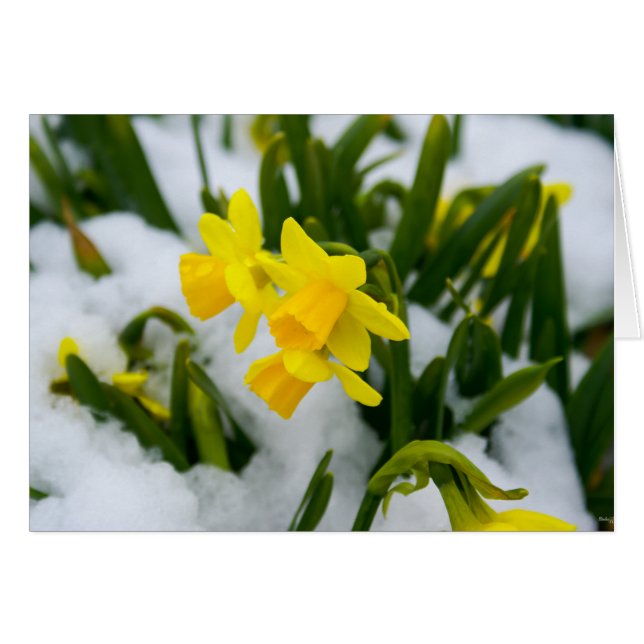 Kom op de lente tijd (Voorkant Horizontaal)