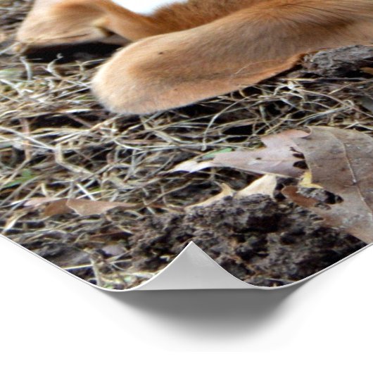 Kom uit en speel Beagle Digging Poster (Hoek)