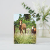 Kom wanneer geroepen, Twee Paarden Briefkaart (Staand voorkant)