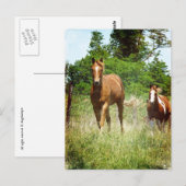 Kom wanneer geroepen, Twee Paarden Briefkaart (Voorkant / Achterkant)