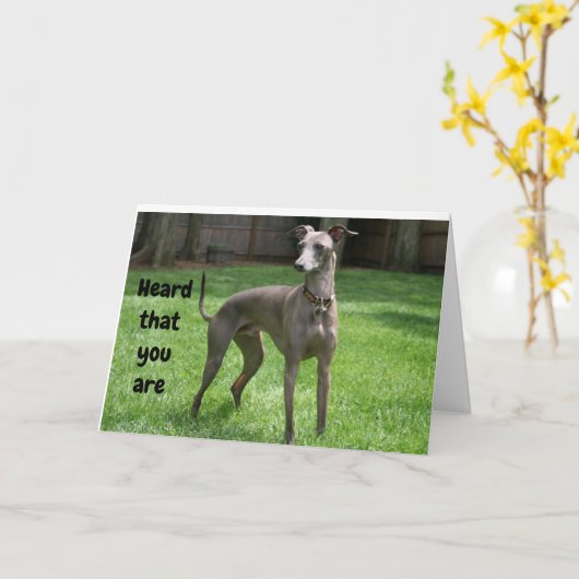 KOMIEK IERSE GREYHOUND GELUKKIG "60E VERJAARDAG" KAART (Gele Bloem)