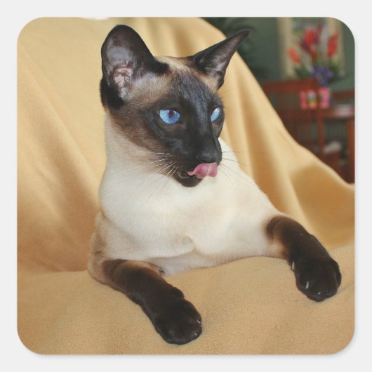 Komische afdichting punt Siamese kat likken het is Vierkante Sticker (Voorkant)