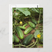 Komkommers Briefkaart (Voorkant / Achterkant)