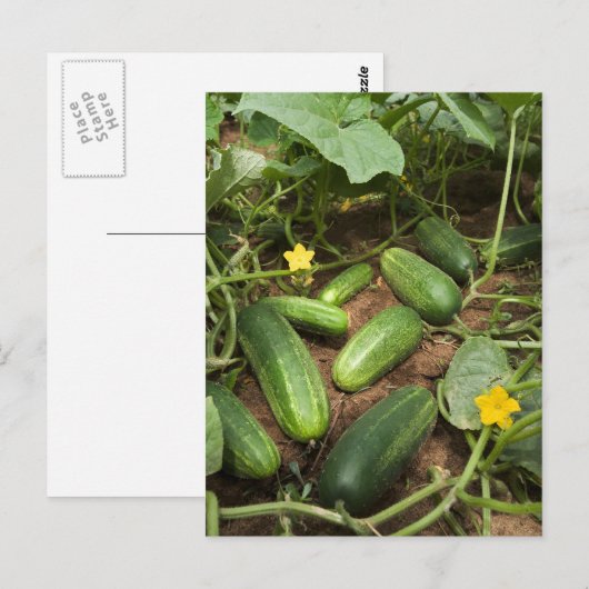 Komkommers Briefkaart (Voorkant / Achterkant)