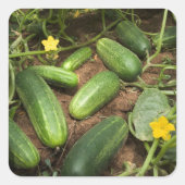 Komkommers Vierkante Sticker (Voorkant)