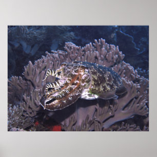 Komodo Cuttlefish Poster