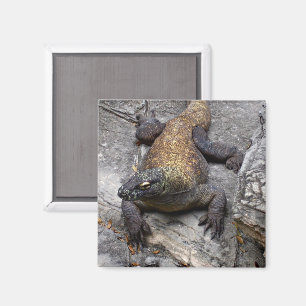 Komodo-draak op warme steen magneet
