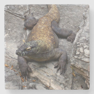 Komodo-draak op zonovergoten rots stenen onderzetter