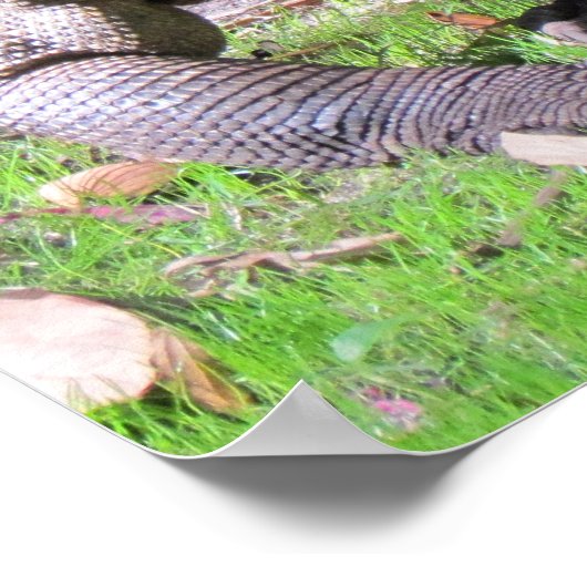 Komodo Dragon (0606) Poster (Hoek)