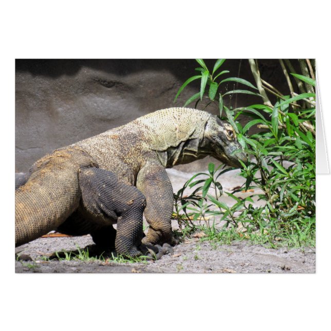 Komodo Dragon (0767) (Voorkant Horizontaal)