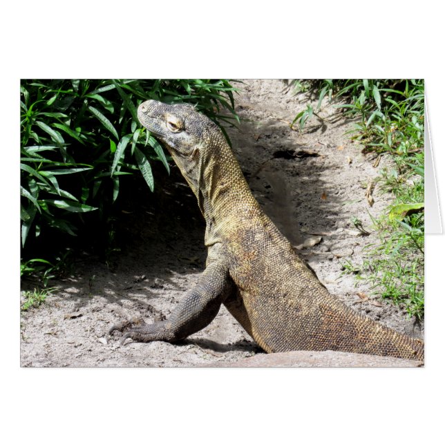 Komodo Dragon (0780) (Voorkant Horizontaal)