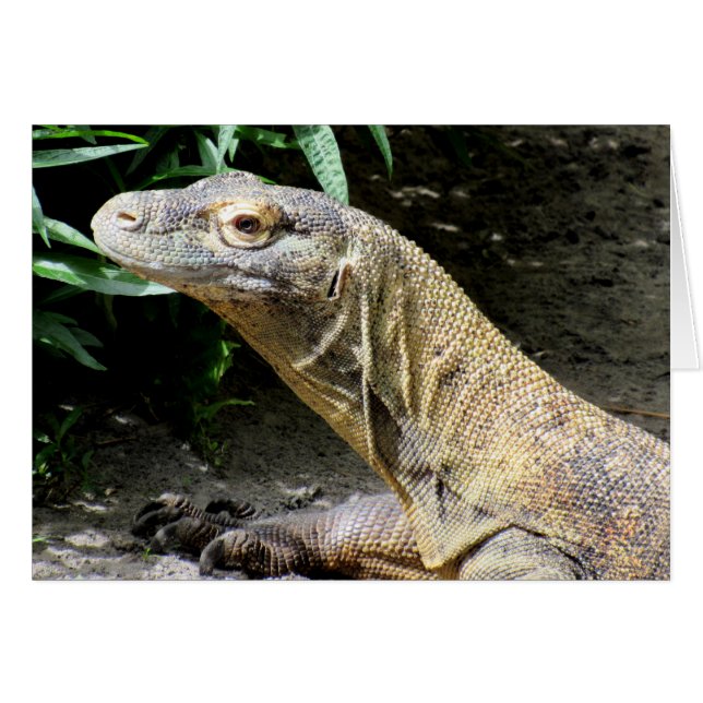 Komodo Dragon (0804) (Voorkant Horizontaal)