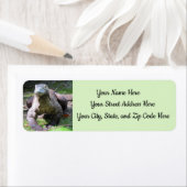 Komodo Dragon-Adresetiketten (T-Fill) Etiket (Insitu)