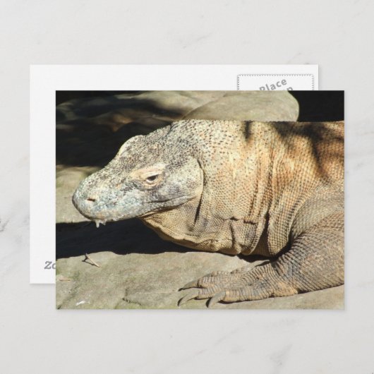 Komodo Dragon Briefkaart (Voorkant / Achterkant)