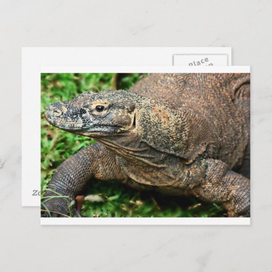 Komodo Dragon Briefkaart (Voorkant / Achterkant)