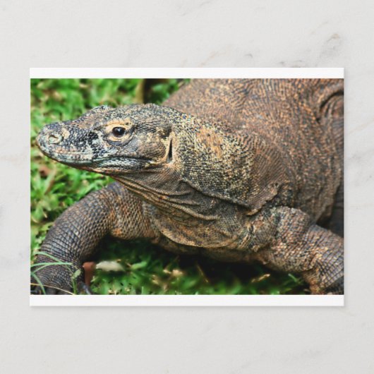 Komodo Dragon Briefkaart (Voorkant)