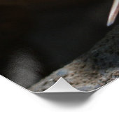 Komodo Dragon die zijn tong uittrekt Perfect Poster (Hoek)