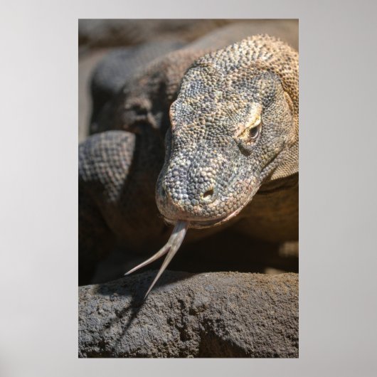 Komodo Dragon die zijn tong uittrekt Poster (Voorkant)