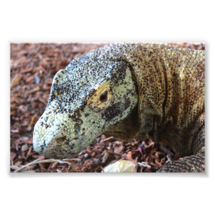 Komodo Dragon Foto Afdruk