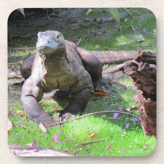 Komodo Dragon Hard Plastic / Cork Onderzetters (Voorkant)