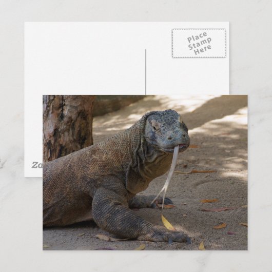 Komodo Dragon Licking Briefkaart (Voorkant / Achterkant)
