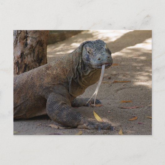 Komodo Dragon Licking Briefkaart (Voorkant)