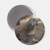 Komodo Dragon Licking Magneet (Voorkant / Achterkant)