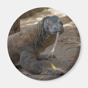 Komodo Dragon Licking Magneet