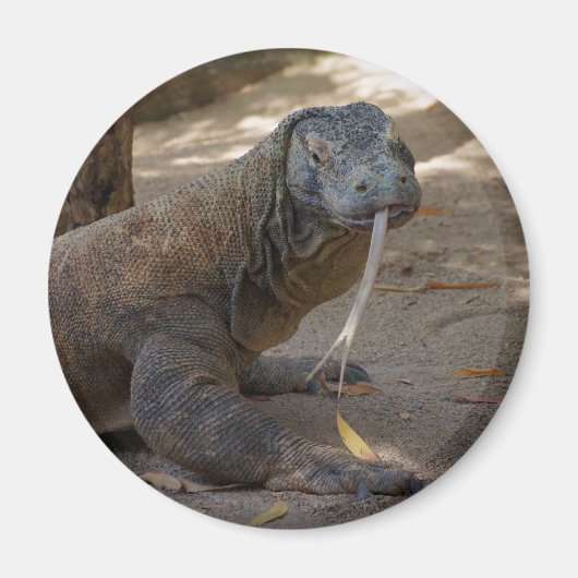 Komodo Dragon Licking Magneet (Voorkant)