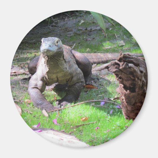 Komodo Dragon Magnet (Voorkant)