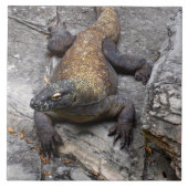 Komodo Dragon on Warm Rocks Tegeltje (Voorkant)