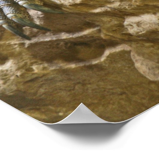 Komodo Dragon Poster (Hoek)