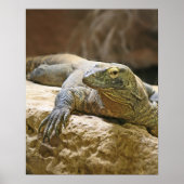 Komodo Dragon Poster (Voorkant)