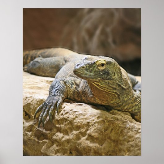 Komodo Dragon Poster (Voorkant)