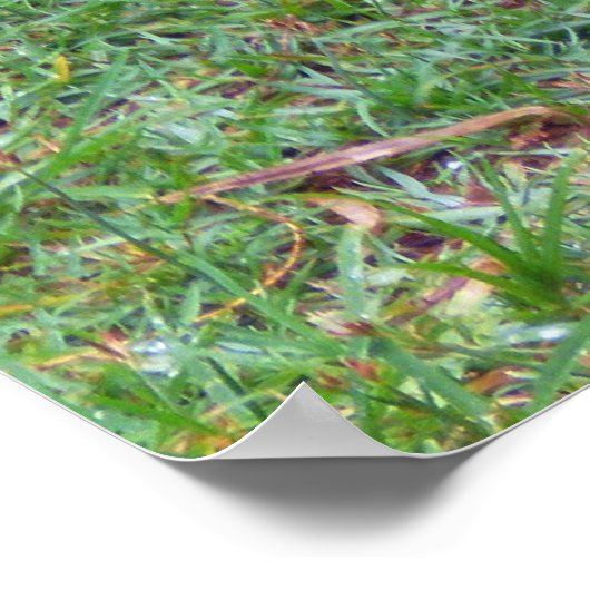 Komodo Dragon Poster (Hoek)