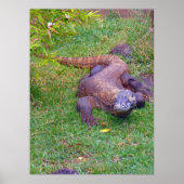 Komodo Dragon Poster (Voorkant)