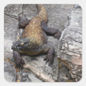 Komodo Dragon Rocky Close-Up Vierkante Sticker (Voorkant)