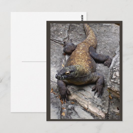 Komodo Dragon Rocky Scene Briefkaart (Voorkant / Achterkant)