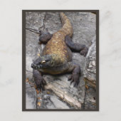 Komodo Dragon Rocky Scene Briefkaart (Voorkant)