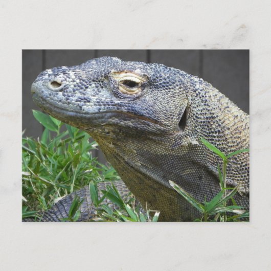Komodo Dragon Sluiten Briefkaart (Voorkant)