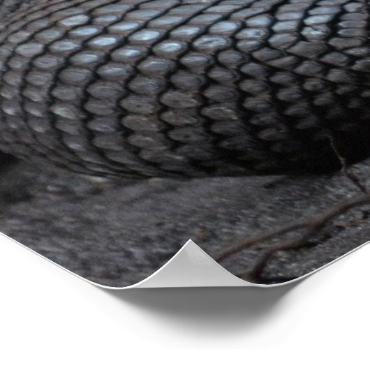 komodo dragon tong uit de steek poster (Hoek)